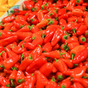 三色椒5斤装