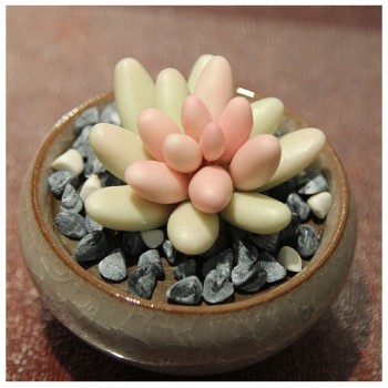 面塑多肉小花下单备注颜色颜色